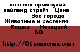 котенок прямоухий  хайленд страйт › Цена ­ 10 000 - Все города Животные и растения » Кошки   . Ненецкий АО